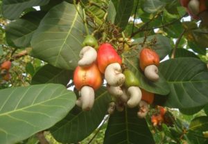 THE CASHEW CAPITAL OF THE WORLD